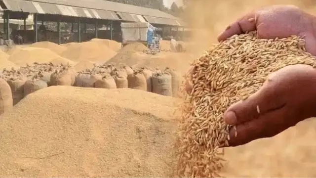 हिमाचल प्रदेश में धान खरीद के लिए 11 केंद्र बनाए गए हैं। प्रतीकात्मक फोटो